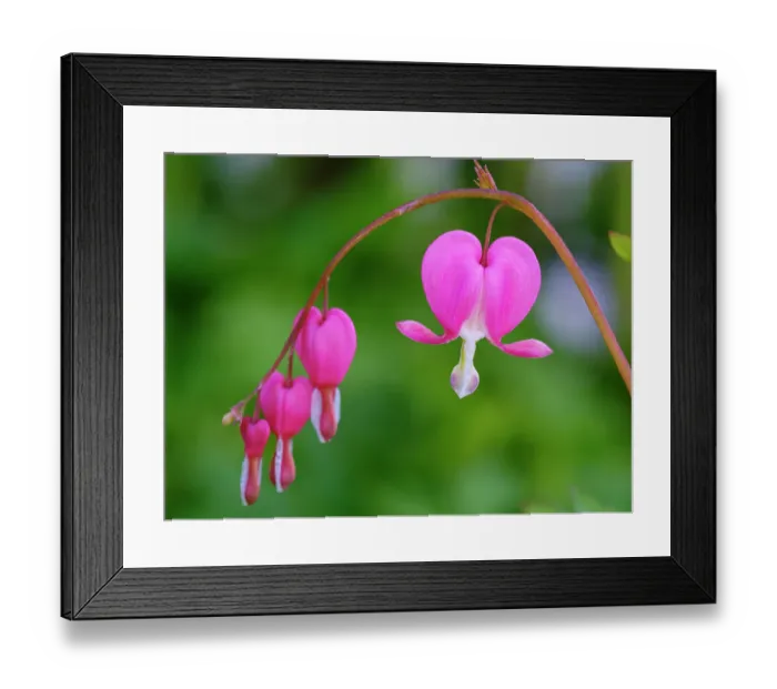 Framed Print : Bleeding heart (Lamprocapnos spectabilis). Germany Framed Print : Bleeding heart (Lamprocapnos spectabilis). Germany