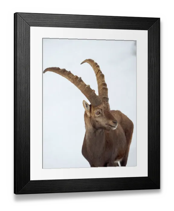 Framed Print : Alpine Ibex in fresh deep snow, Alpenwildpark (alpine game park) Obermaiselstein. Germany, Bavaria Framed Print : Alpine Ibex in fresh deep snow, Alpenwildpark (alpine game park) Obermaiselstein. Germany, Bavaria