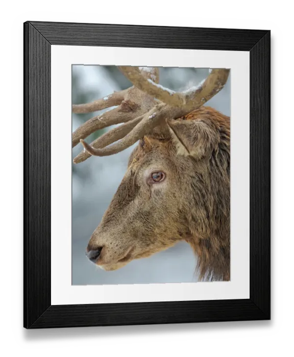 Framed Print : Male or stag, Red Deer in snow, Alpenwildpark Obermaiselstein (alpine game park). Europe, Germany, Bavaria Framed Print : Male or stag, Red Deer in snow, Alpenwildpark Obermaiselstein (alpine game park). Europe, Germany, Bavaria