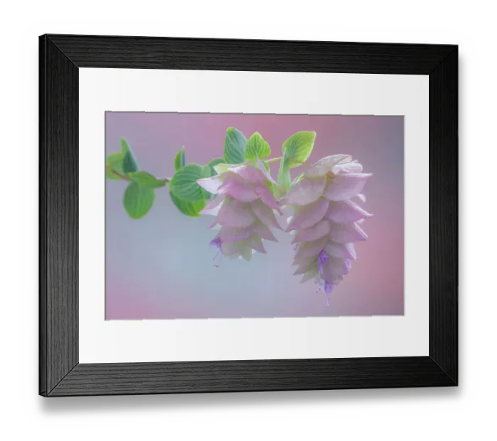 Framed Print : USA, Washington, Seabeck. Ornamental oregano blossoms close-up