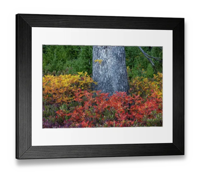 Framed Print : Huckleberry and mountain ash in autumn hues under douglas fir tree in Mount Rainier National Park, Washington State, USA
