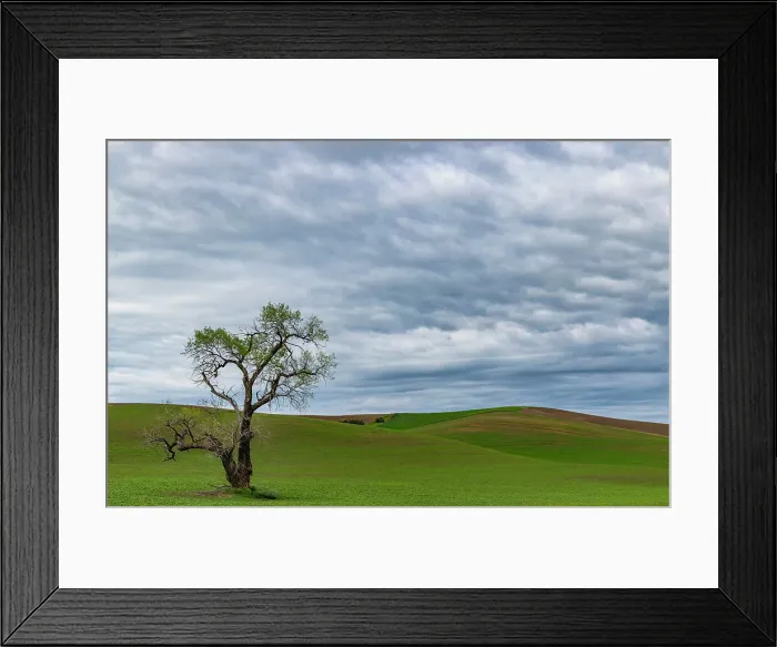 Framed Print : Lone tree in lentil field near Steptoe, Washington State, USA Framed Print : Lone tree in lentil field near Steptoe, Washington State, USA