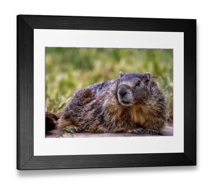 Framed Print : Marmot at Palouse Falls State Park in Washington State, USA Framed Print : Marmot at Palouse Falls State Park in Washington State, USA