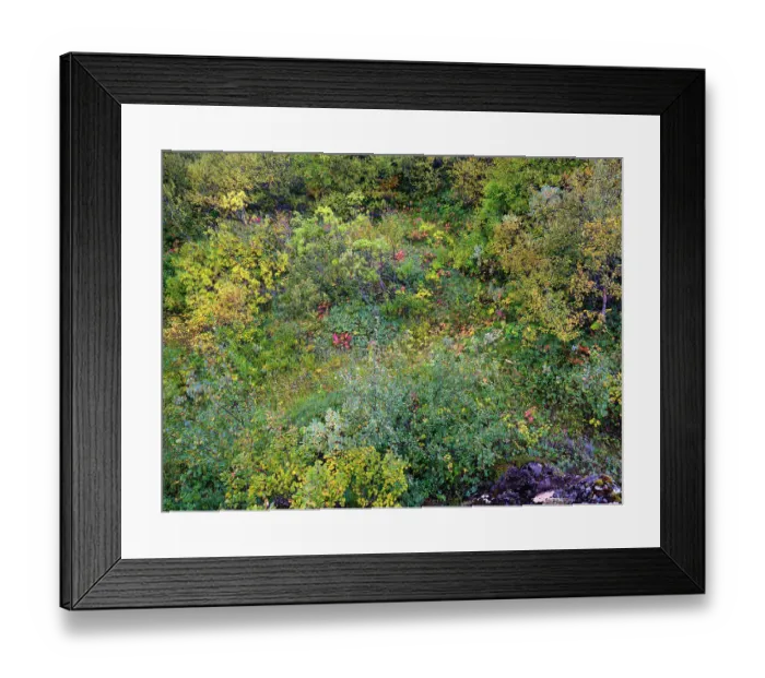 Framed Print : Colorful autumnal vegetation in Asbyrgi canyon in Vatnajokull National Park, Iceland