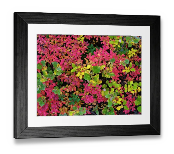 Framed Print : Colorful autumn forest at Lake Myvatn. Europe, Iceland Framed Print : Colorful autumn forest at Lake Myvatn. Europe, Iceland