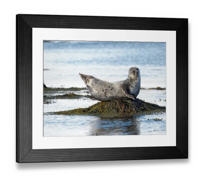 Framed Print : Harbor Seal near Djupavik in Iceland. The Westfjords (Vestfirdir) in the region Strandir. Europe, Iceland Framed Print : Harbor Seal near Djupavik in Iceland. The Westfjords (Vestfirdir) in the region Strandir. Europe, Iceland