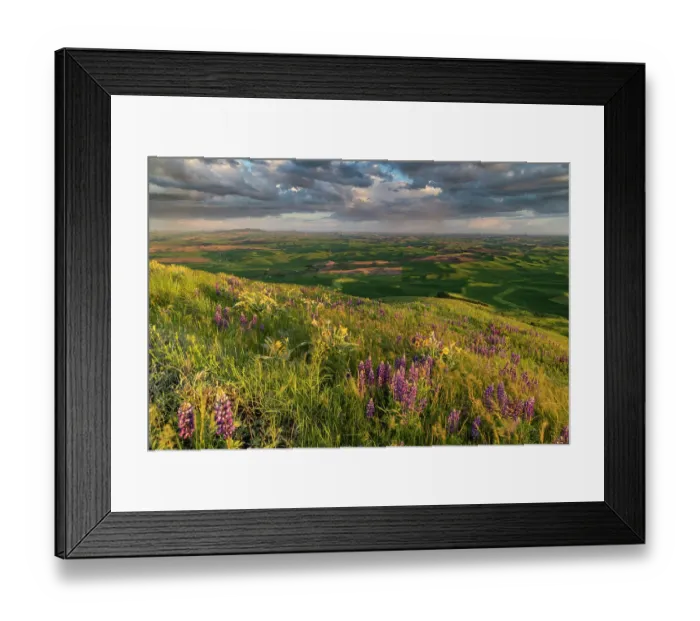 Framed Print : Lupine wildflowers from Steptoe Butte near Colfax, Washington State, USA Framed Print : Lupine wildflowers from Steptoe Butte near Colfax, Washington State, USA