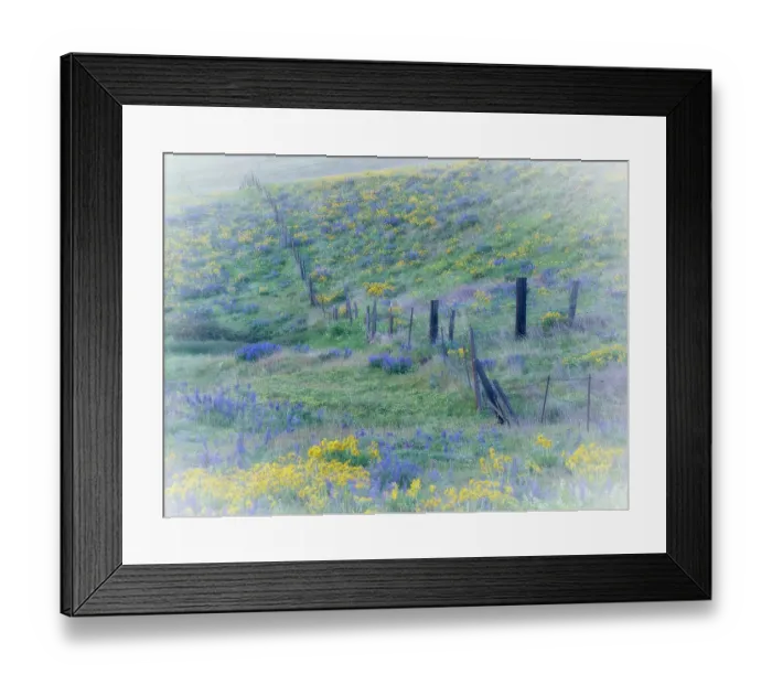 Framed Print : USA, Washington State, Klickitat County. Fence line in a field of lupine and Arrowleaf Balsamroot Framed Print : USA, Washington State, Klickitat County. Fence line in a field of lupine and Arrowleaf Balsamroot