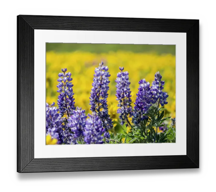 Framed Print : USA, Washington State, Klickitat County. Springtime bloom with mass fields of Lupine and Arrowleaf Balsamroot near Dalles Mountain Ranch State Park