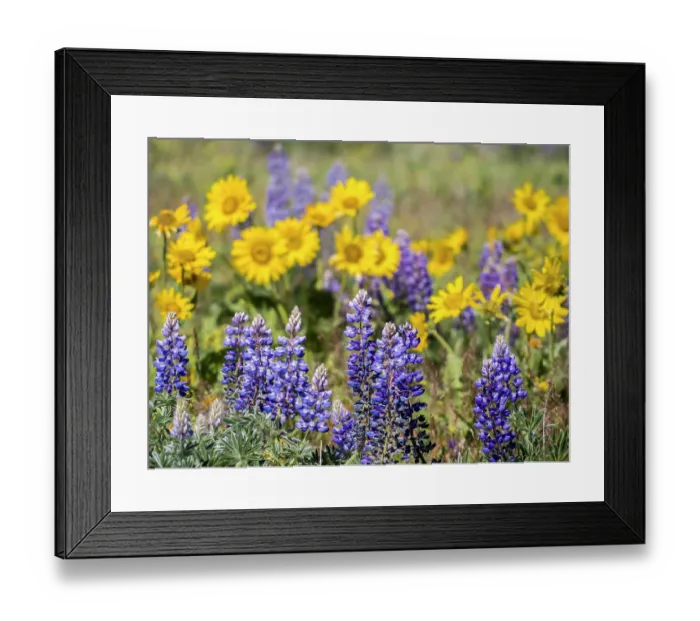 Framed Print : USA, Washington State, Klickitat County. Springtime bloom with mass fields of Lupine and Arrowleaf Balsamroot near Dalles Mountain Ranch State Park Framed Print : USA, Washington State, Klickitat County. Springtime bloom with mass fields of Lupine and Arrowleaf Balsamroot near Dalles Mountain Ranch State Park
