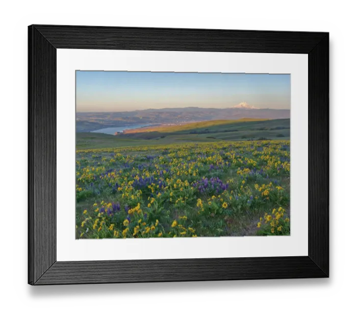 Framed Print : USA, Washington State, Klickitat County. Fields of arrowleaf balsamroot and Lupine on the hills above the Columbia River Framed Print : USA, Washington State, Klickitat County. Fields of arrowleaf balsamroot and Lupine on the hills above the Columbia River