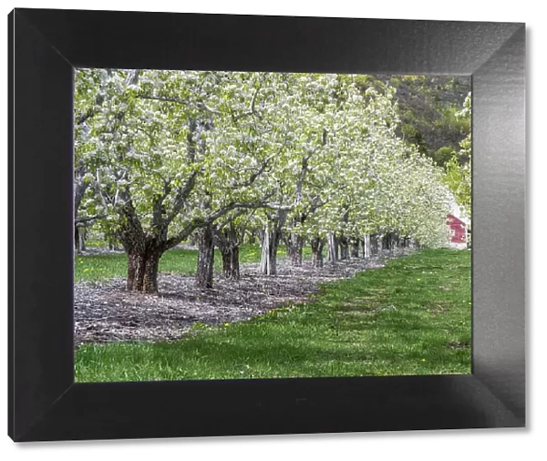 USA, Washington State, Chelan County. Orchard and rows of fruit trees in bloom in spring