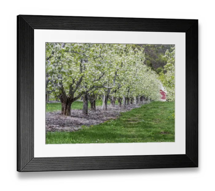 Framed Print : USA, Washington State, Chelan County. Orchard and rows of fruit trees in bloom in spring