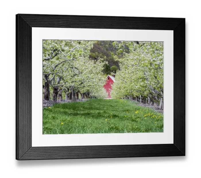 Framed Print : USA, Washington State, Chelan County. Orchard and rows of fruit trees in bloom in spring with a glimpse of a red barn Framed Print : USA, Washington State, Chelan County. Orchard and rows of fruit trees in bloom in spring with a glimpse of a red barn