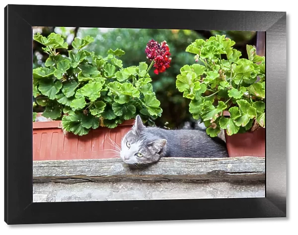 Italy, Umbria, Assisi. Gray and white cat resting in between flower pots with geraniums