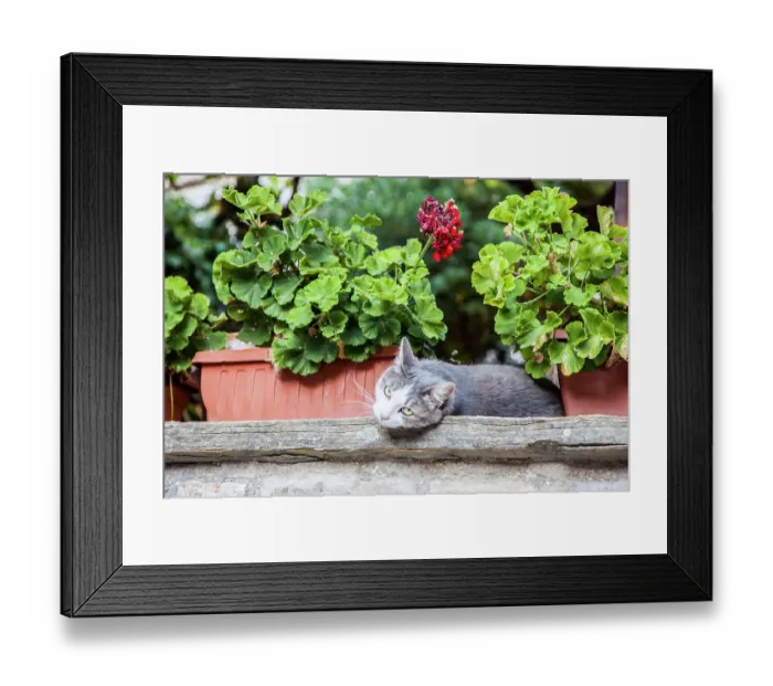Framed Print : Italy, Umbria, Assisi. Gray and white cat resting in between flower pots with geraniums