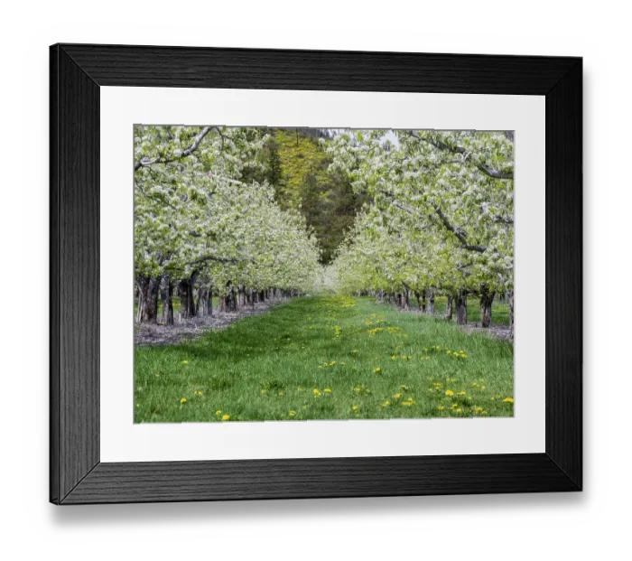 Framed Print : USA, Washington State, Chelan County. Orchard and rows of fruit trees in bloom in spring Framed Print : USA, Washington State, Chelan County. Orchard and rows of fruit trees in bloom in spring