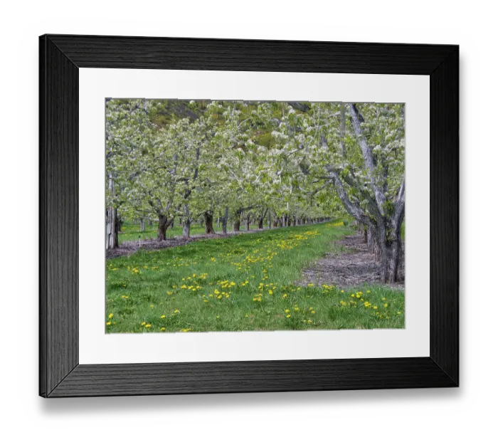 Framed Print : USA, Washington State, Chelan County. Orchard and rows of fruit trees in bloom in spring Framed Print : USA, Washington State, Chelan County. Orchard and rows of fruit trees in bloom in spring