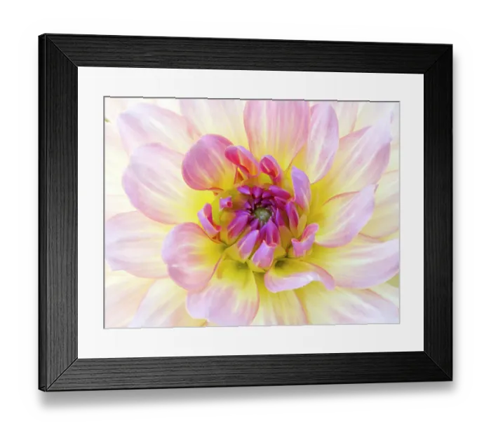 Framed Print : USA, Washington State, Cle Elum. Macro of a dahlia