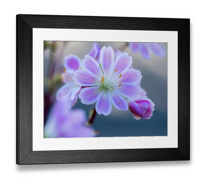 Framed Print : USA, Washington State, Cle Elum. Close-up of a lewisia cotyledon flower Framed Print : USA, Washington State, Cle Elum. Close-up of a lewisia cotyledon flower