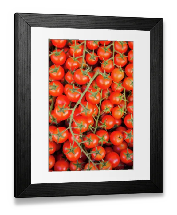 Framed Print : Italy, Umbria, Montefalco. Closeup of tomatoes on the vine