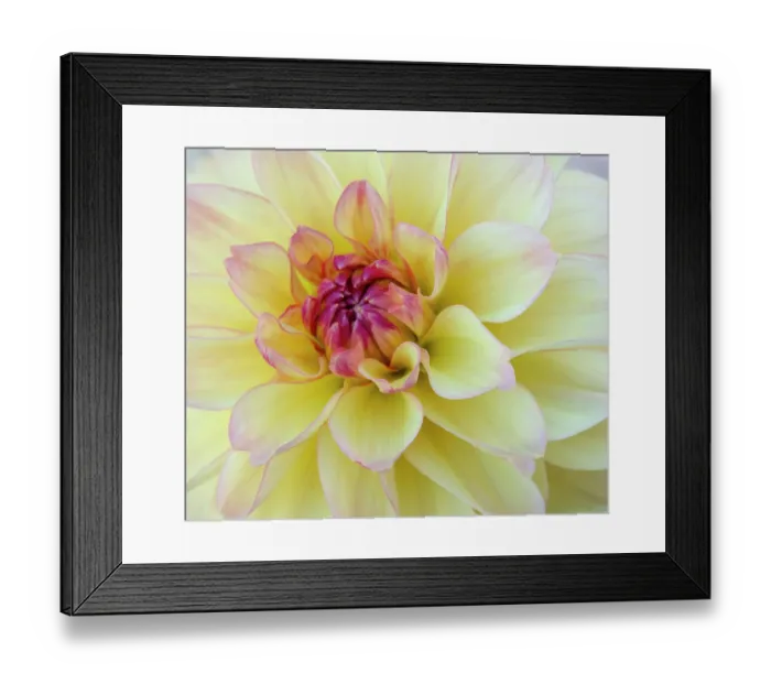 Framed Print : USA, Washington State, Cle Elum. Macro of a dahlia