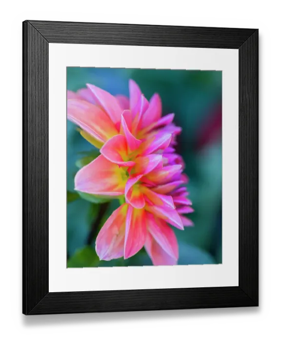 Framed Print : USA, Washington State, Cle Elum. Macro of a dahlia Framed Print : USA, Washington State, Cle Elum. Macro of a dahlia