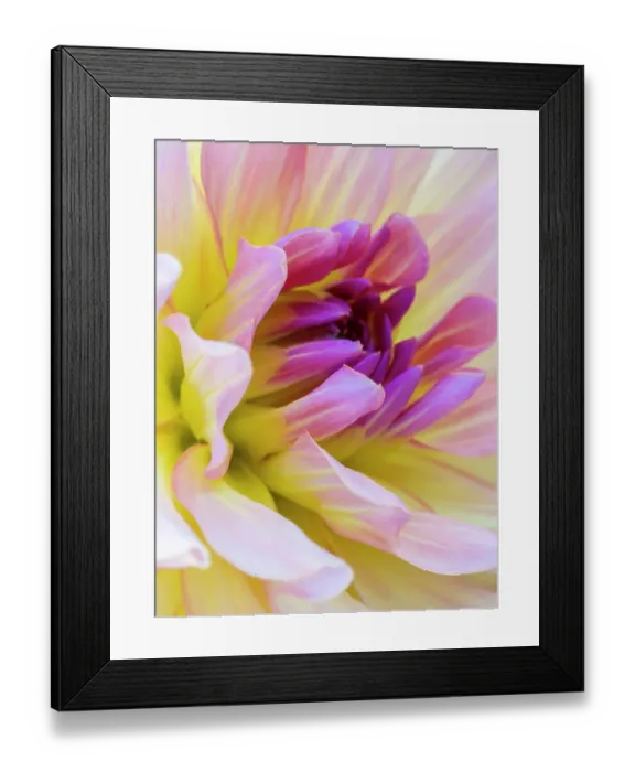 Framed Print : USA, Washington State, Cle Elum. Macro of a dahlia Framed Print : USA, Washington State, Cle Elum. Macro of a dahlia