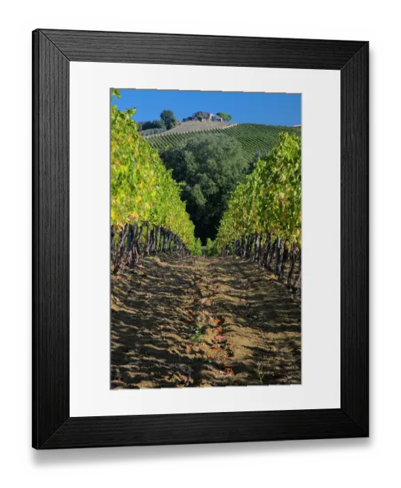 Framed Print : Italy, Umbria. Home surrounded by vineyards Framed Print : Italy, Umbria. Home surrounded by vineyards