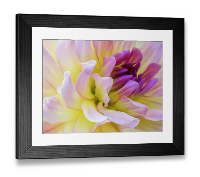 Framed Print : USA, Washington State, Cle Elum. Macro of a dahlia Framed Print : USA, Washington State, Cle Elum. Macro of a dahlia
