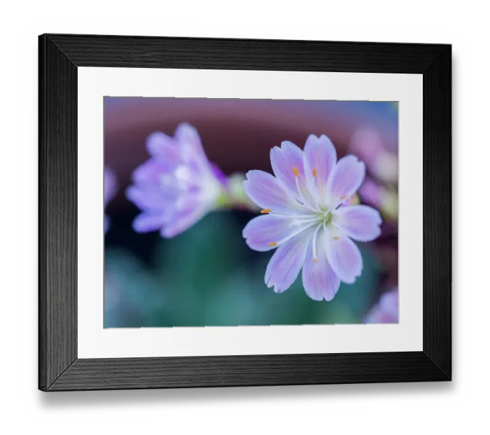 Framed Print : USA, Washington State, Cle Elum. Close-up of a lewisia cotyledon flower Framed Print : USA, Washington State, Cle Elum. Close-up of a lewisia cotyledon flower