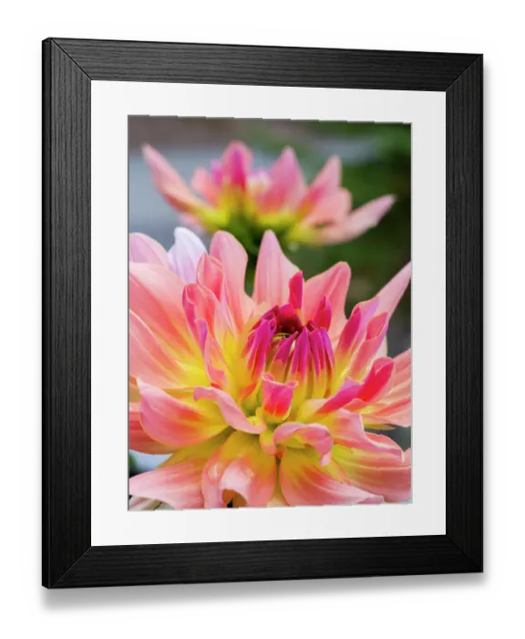 Framed Print : USA, Washington State, Cle Elum. Macro of a dahlia Framed Print : USA, Washington State, Cle Elum. Macro of a dahlia