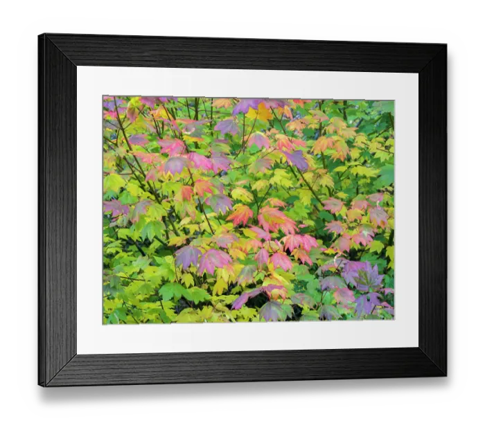 Framed Print : USA, Washington State, Kittitas County. Vine maple with fall colors