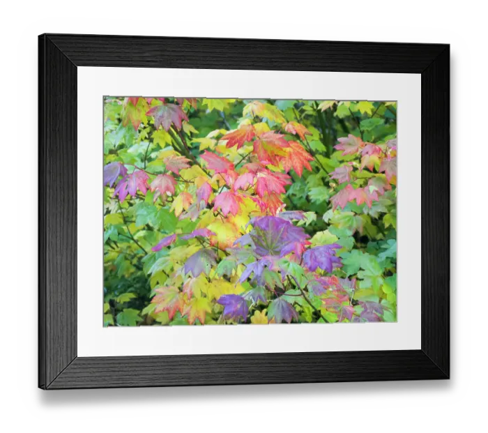 Framed Print : USA, Washington State, Kittitas County. Vine maple with fall colors Framed Print : USA, Washington State, Kittitas County. Vine maple with fall colors