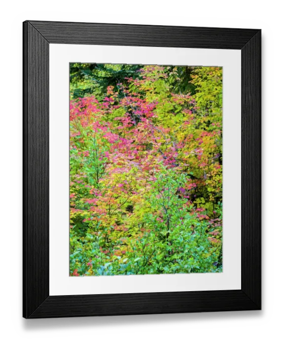 Framed Print : USA, Washington State, Kittitas County. Vine maple with fall colors