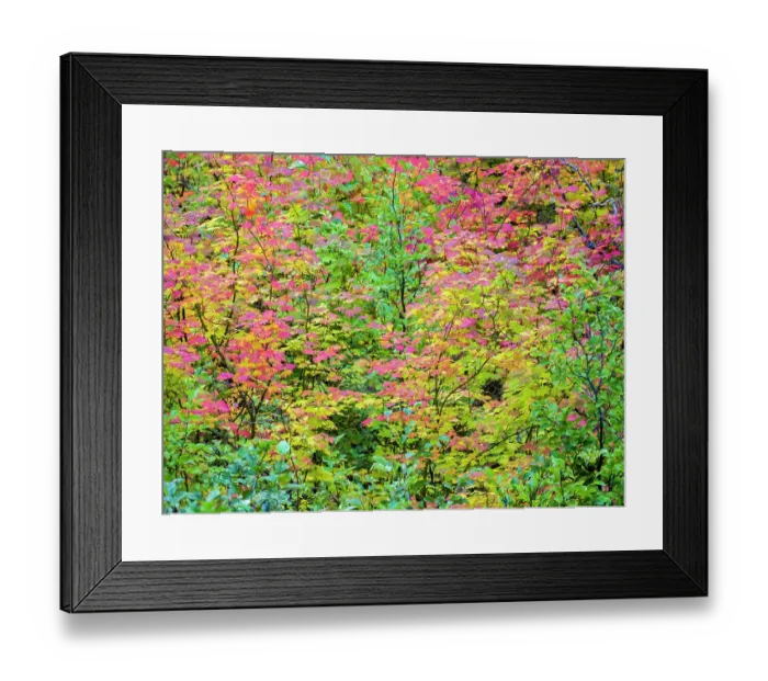 Framed Print : USA, Washington State, Kittitas County. Vine maple with fall colors Framed Print : USA, Washington State, Kittitas County. Vine maple with fall colors