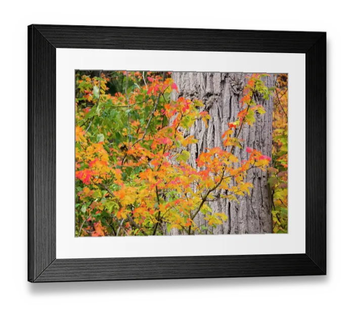 Framed Print : USA, Washington State, Kittitas County. Vine maple with fall colors Framed Print : USA, Washington State, Kittitas County. Vine maple with fall colors