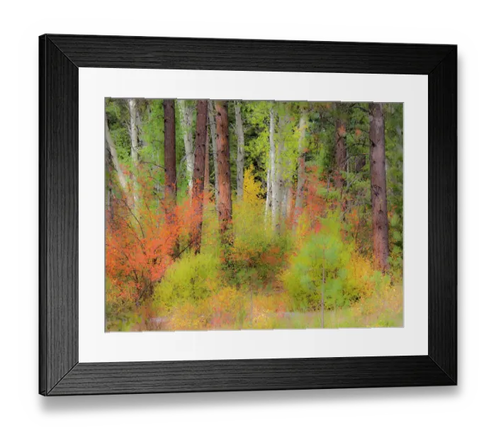 Framed Print : USA, Washington State, Kittitas County. Vine maple trees mixed in with some aspen trunks Framed Print : USA, Washington State, Kittitas County. Vine maple trees mixed in with some aspen trunks