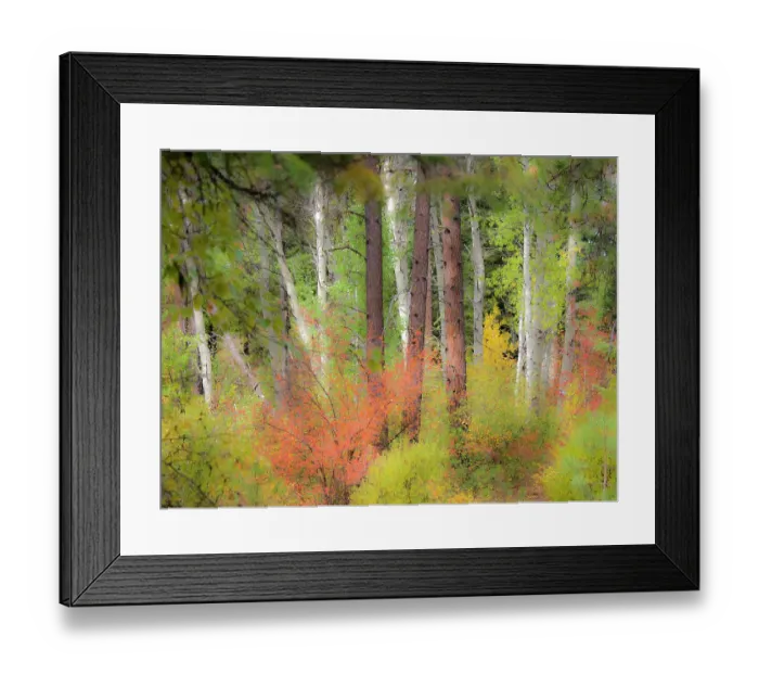 Framed Print : USA, Washington State, Kittitas County. Vine maple trees mixed in with some aspen trunks Framed Print : USA, Washington State, Kittitas County. Vine maple trees mixed in with some aspen trunks