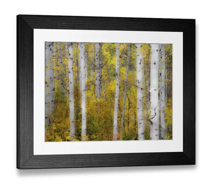 Framed Print : USA, Washington State, Kittitas County. Aspen trunks with vine maples in the fall Framed Print : USA, Washington State, Kittitas County. Aspen trunks with vine maples in the fall
