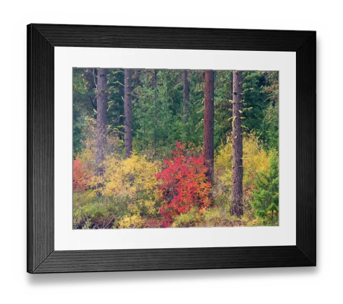 Framed Print : USA, Washington State, Kittitas County. Vine maple with fall colors Framed Print : USA, Washington State, Kittitas County. Vine maple with fall colors