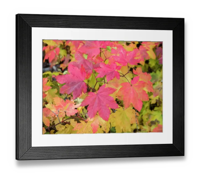 Framed Print : USA, Washington State, Kittitas County. Vine maple with fall colors Framed Print : USA, Washington State, Kittitas County. Vine maple with fall colors