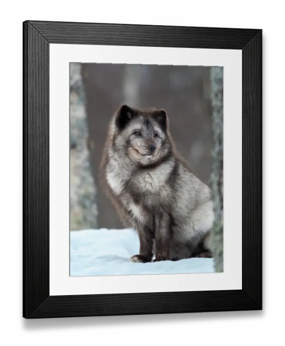 Framed Print : Arctic Fox, blue morph, in deep snow during winter. Europe, Norway, Bardu, Polar Park Framed Print : Arctic Fox, blue morph, in deep snow during winter. Europe, Norway, Bardu, Polar Park