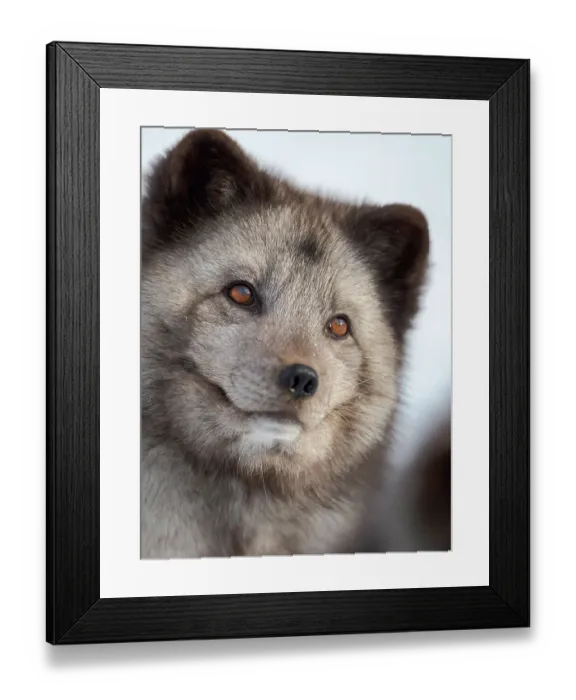 Framed Print : Arctic Fox, blue morph, in deep snow during winter. Europe, Norway, Bardu, Polar Park Framed Print : Arctic Fox, blue morph, in deep snow during winter. Europe, Norway, Bardu, Polar Park