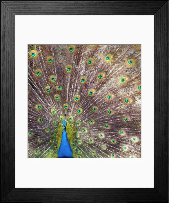 Framed Print : Lisbon, Portugal. Castelo Sao Jorge. Peacocks reside on the castle grounds. Males showing off their plumage, spring mating season