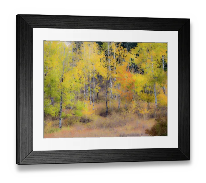 Framed Print : USA, Washington State, Okanogan County. Aspen trees in the fall Framed Print : USA, Washington State, Okanogan County. Aspen trees in the fall