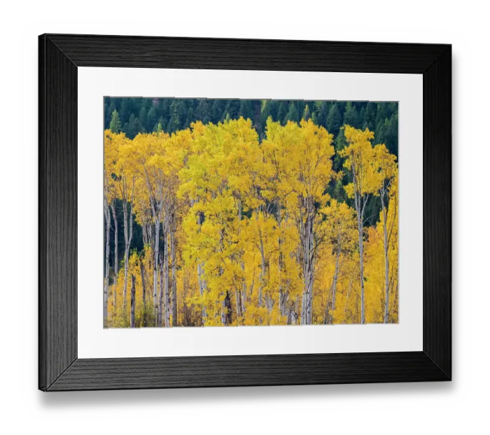 Framed Print : USA, Washington State, Okanogan County. Aspen trees in the fall