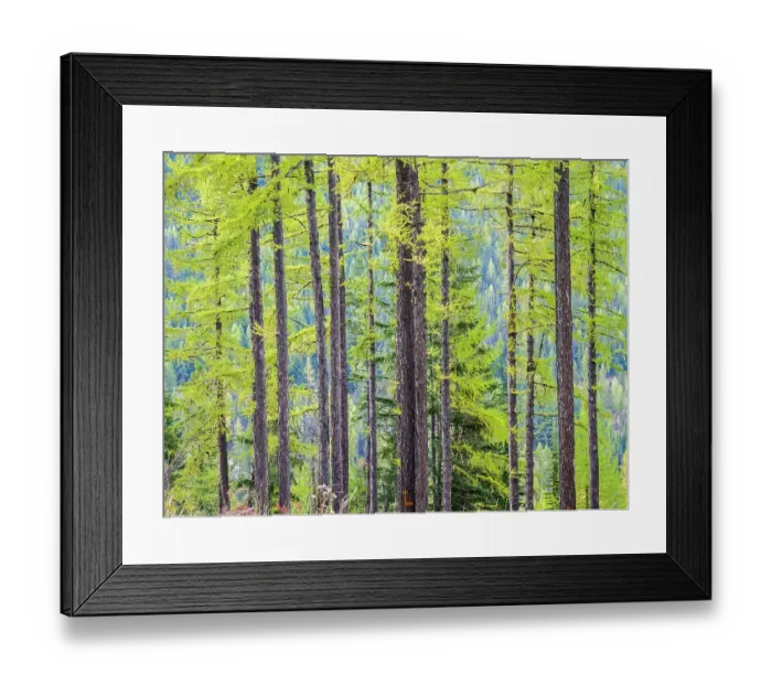 Framed Print : USA, Washington State, Colville County. Forest along highway 20 in Sherman Pass Framed Print : USA, Washington State, Colville County. Forest along highway 20 in Sherman Pass