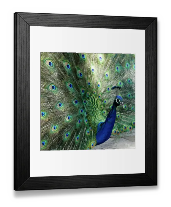 Framed Print : Lisbon, Portugal. Castelo Sao Jorge. Peacocks reside on the castle grounds. Males showing off their plumage, spring mating season