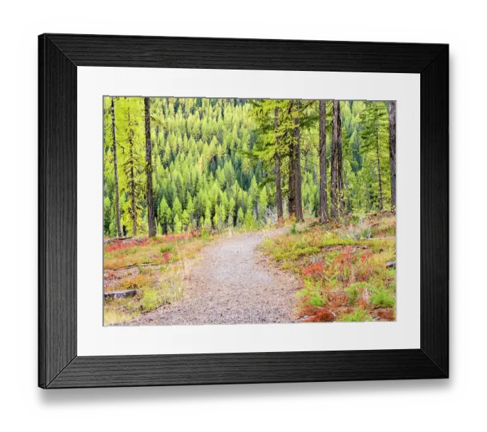 Framed Print : USA, Washington State, Colville County. Trail in the Tamarack forest along highway 20 in Sherman Pass Framed Print : USA, Washington State, Colville County. Trail in the Tamarack forest along highway 20 in Sherman Pass